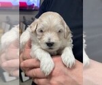 Puppy 3 Pomeranian-Poodle (Toy) Mix