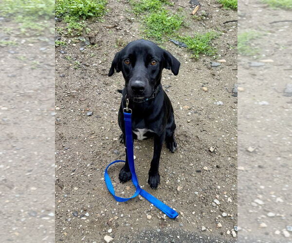 Medium Photo #14 Labrador Retriever-Unknown Mix Puppy For Sale in Brewster, NY, USA