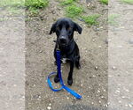 Small #13 Labrador Retriever Mix