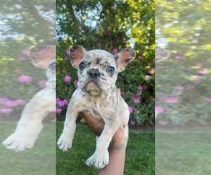 French Bulldog Puppy for Sale in ERIE, Pennsylvania USA