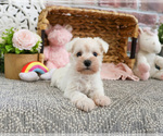 Small #9 Schnauzer (Miniature)