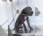 Small American Pit Bull Terrier