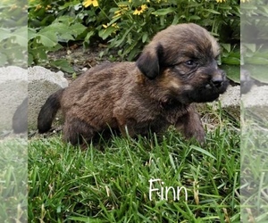Miniature Labradoodle Puppy for sale in CLARE, MI, USA
