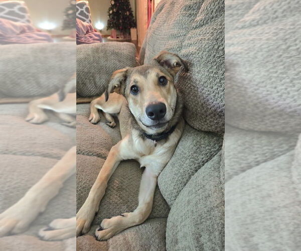 Medium Photo #6 Mutt Puppy For Sale in Evansville, IN, USA