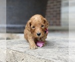 Puppy 3 Poodle (Standard)