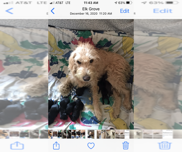 Medium Photo #1 Labradoodle Puppy For Sale in WILTON, CA, USA