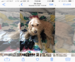 Small Photo #1 Labradoodle Puppy For Sale in WILTON, CA, USA