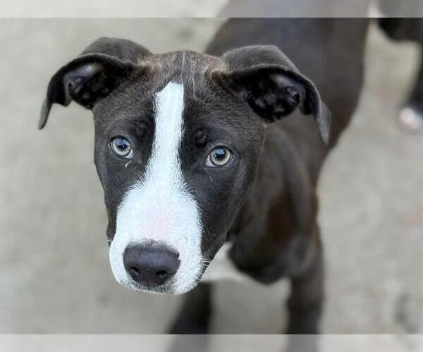 Medium Photo #2 American Pit Bull Terrier-Unknown Mix Puppy For Sale in Tulsa, OK, USA