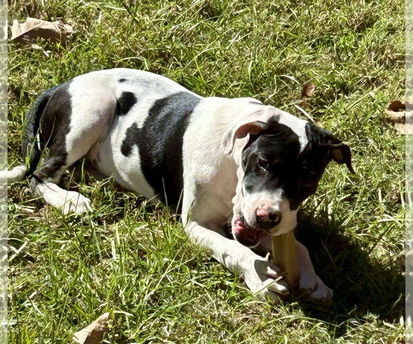 Medium Photo #2 Bulldog-Unknown Mix Puppy For Sale in Wetumpka, AL, USA