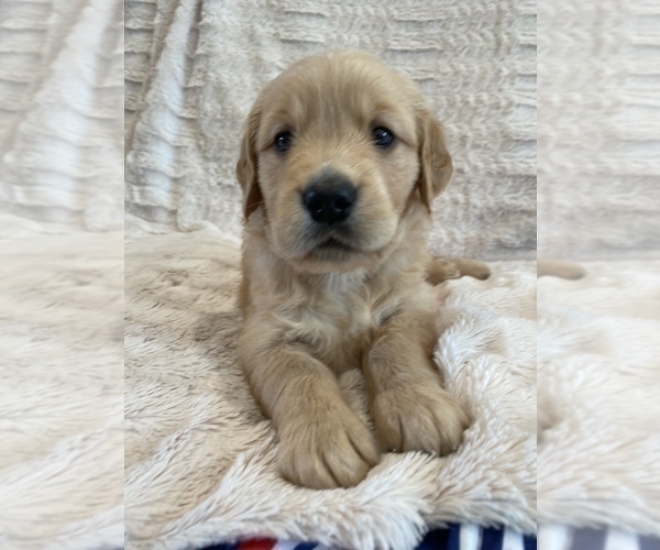 Medium Photo #20 Golden Retriever Puppy For Sale in IRWIN, PA, USA