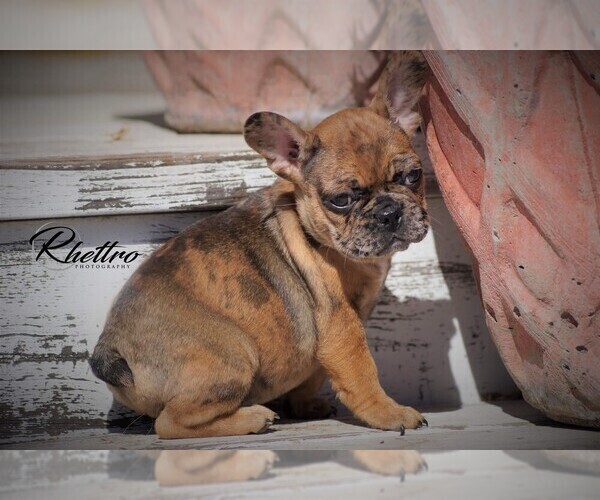 Medium Photo #4 French Bulldog Puppy For Sale in VALLEY SPGS, CA, USA