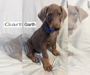 Doberman Pinscher Puppy for sale in POMEROY, OH, USA