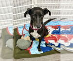 Small #30 Labrador Retriever Mix