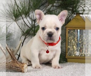 Medium French Bulldog