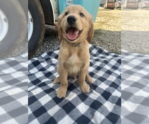 Golden Retriever Puppy for sale in SWEETWATER, TN, USA