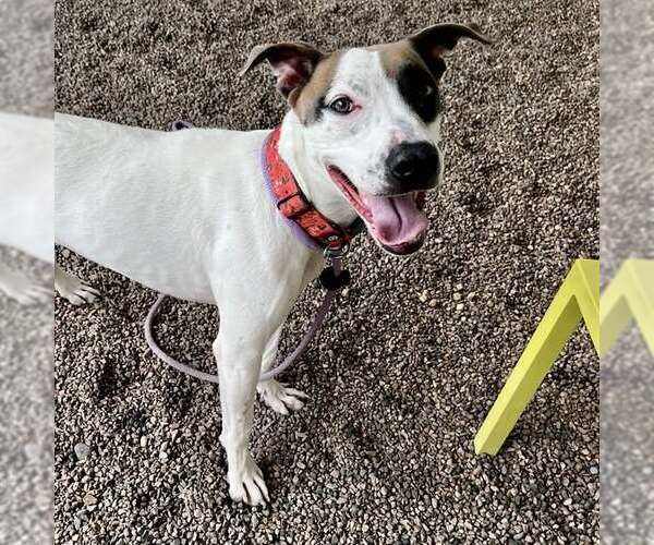 Medium Photo #2 American Pit Bull Terrier-Unknown Mix Puppy For Sale in phoenix, AZ, USA