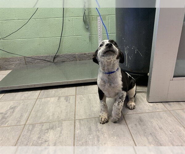 Medium Photo #1 Siberian Husky-Unknown Mix Puppy For Sale in Grand Prairie, TX, USA