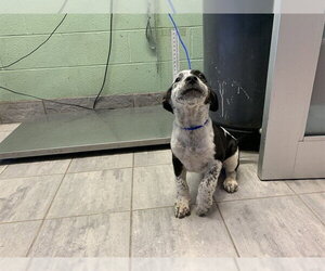 Siberian Husky-Unknown Mix Dogs for adoption in Grand Prairie, TX, USA