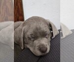Puppy Hawthorn Labrador Retriever