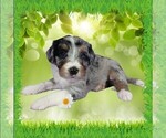 Small #11 Bernedoodle (Miniature)
