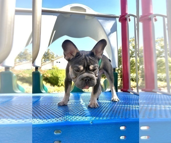 Medium Photo #4 French Bulldog Puppy For Sale in HENRYETTA, OK, USA