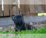 Small Photo #4 French Bulldog Puppy For Sale in WARSAW, IN, USA