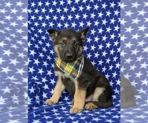 German Shepherd Dog Puppy for sale in GLEN ROCK, PA, USA