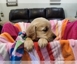 Puppy Girl G3 Golden Retriever
