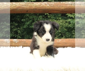 Border Collie Puppy for sale in WARSAW, OH, USA