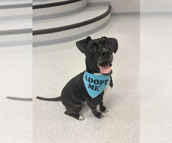 Medium Photo #4 American Bulldog Puppy For Sale in Toronto, Ontario, Canada