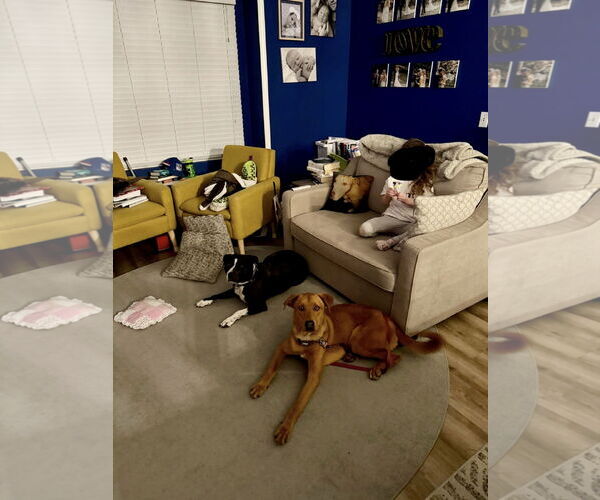 Medium Photo #7 Labrador Retriever-Unknown Mix Puppy For Sale in San Diego, CA, USA