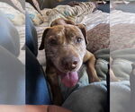 Small #1 American Pit Bull Terrier Mix