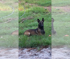 Father of the Belgian Malinois puppies born on 09/02/2023