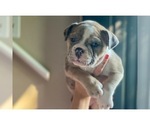 Small Photo #32 Olde English Bulldogge Puppy For Sale in OVERLAND, KS, USA