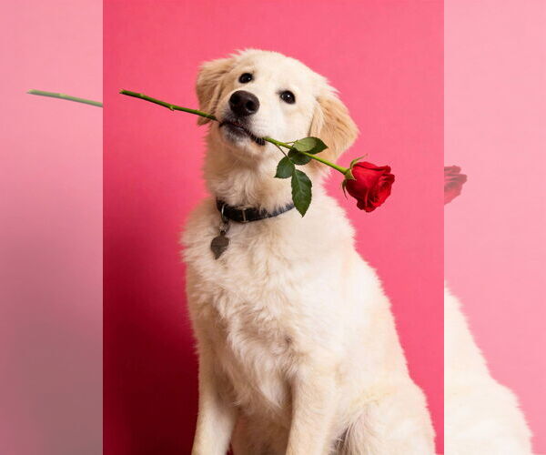 Medium Photo #1 Great Pyrenees-Unknown Mix Puppy For Sale in Houston, TX, USA