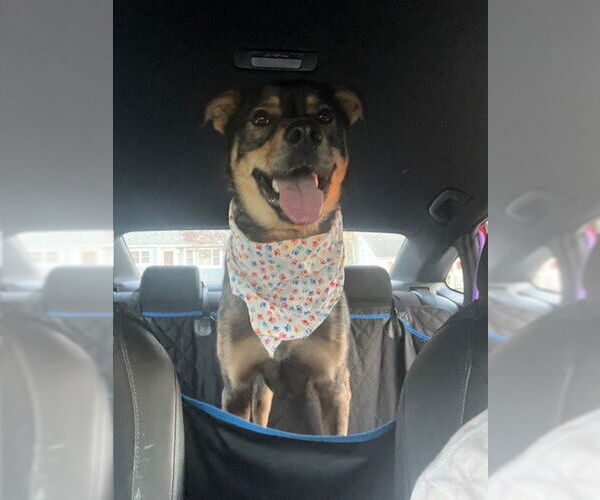 Medium Photo #11 Mutt Puppy For Sale in Rockaway, NJ, USA