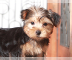 Small #1 Yorkshire Terrier