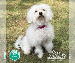 Maltipoo (Miniature) Dogs for adoption in Irvine, CA, USA