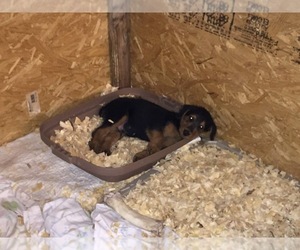 Airedale Terrier Puppy for sale in NIXA, MO, USA