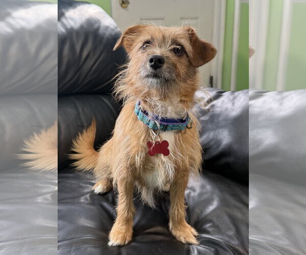 Medium Photo #1 Mutt Puppy For Sale in Spring Lake, NJ, USA