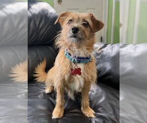 Mutt Dogs for adoption in Spring Lake, NJ, USA