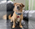 Small Mutt