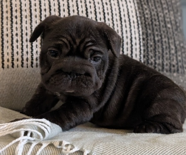Medium Photo #25 French Bulldog Puppy For Sale in GOSHEN, IN, USA
