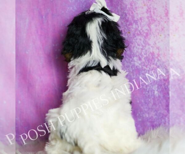 Medium Photo #4 Cavapoo (Miniature) Puppy For Sale in WARSAW, IN, USA