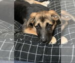Small #4 German Shepherd Dog Mix