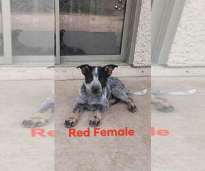 Australian Cattle Dog Puppy for sale in TUCSON, AZ, USA