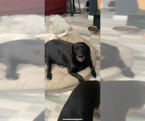 Sasha - Female Labrador Retriever-Unknown Mix Dog for Adoption - Photo #3