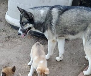 Father of the Wolf Hybrid puppies born on 01/31/2020