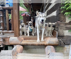 Siberian Husky Puppy for sale in WEST NEWTON, PA, USA