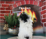 Image preview for Ad Listing. Nickname: Teagan